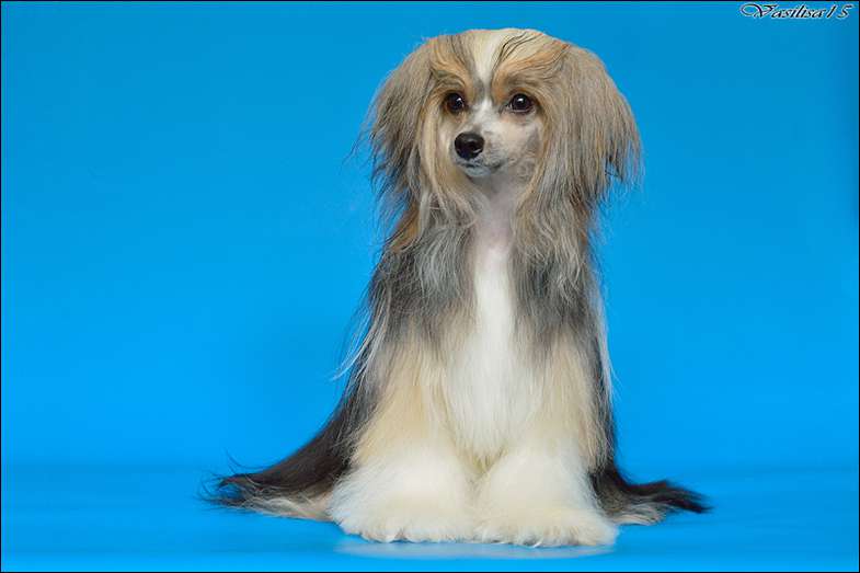 Prekrasnaya melodiya lubvi