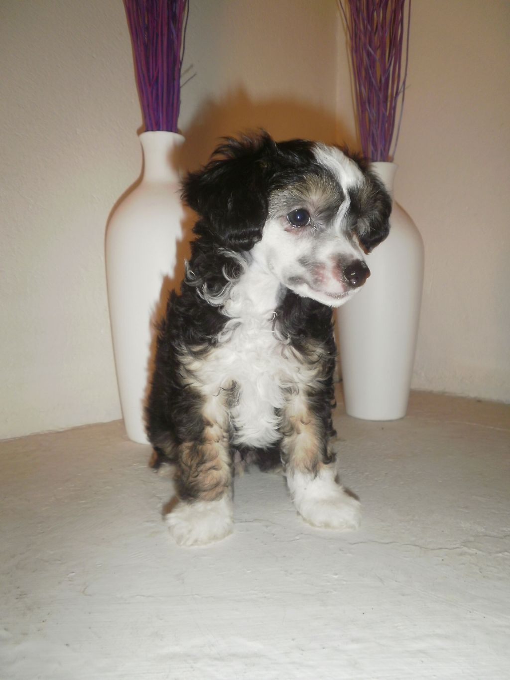 Candy Queen's Testarossa Driver