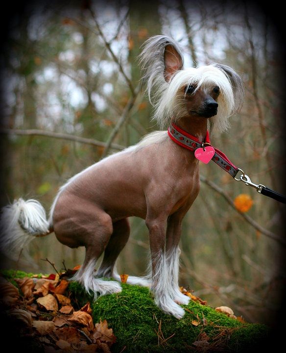 Luckyfly Absolute Ruby Red