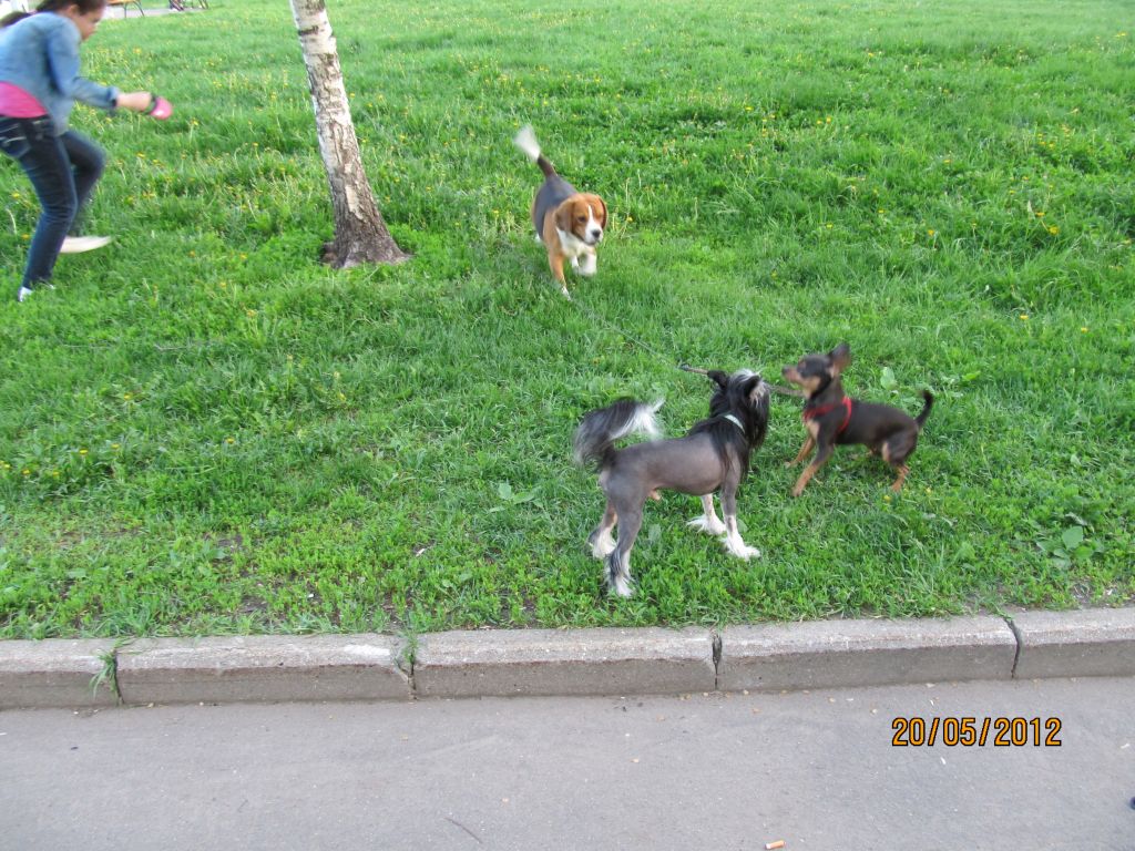 Charuyuschiy Soblazn Tselitel Dushi