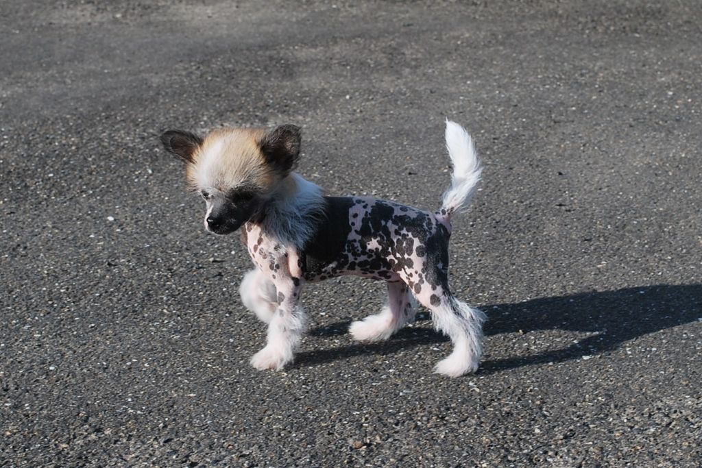 Little Dog Of Dream Geisha