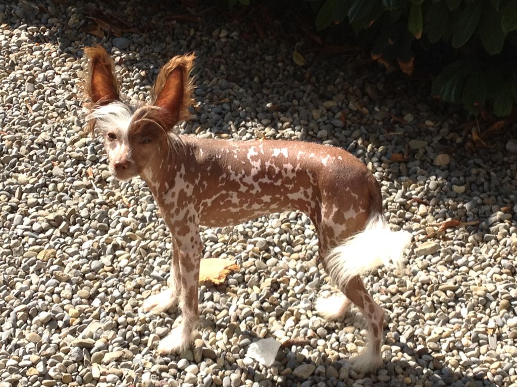 Milisenta Dalaya Fantasy Island