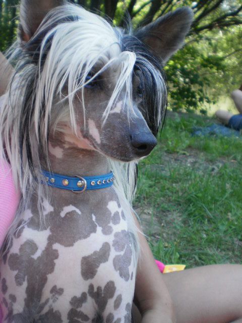 AMOR  Szalone Grzywki