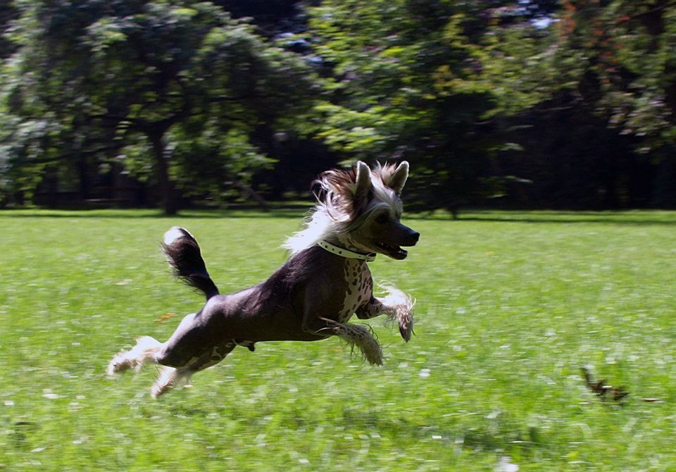 AMANT Szalone Grzywki