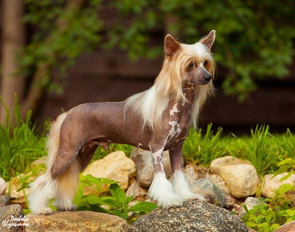 Olegro Katrin Il Conte Di Vanity Fair