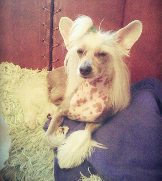 Status Imperial Triumph of Victory