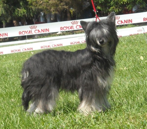 Ricardo Rico Mali Zmaj