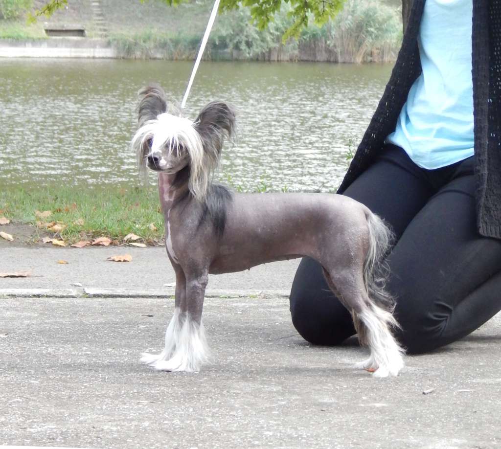 Reina Rubia Mali Zmaj