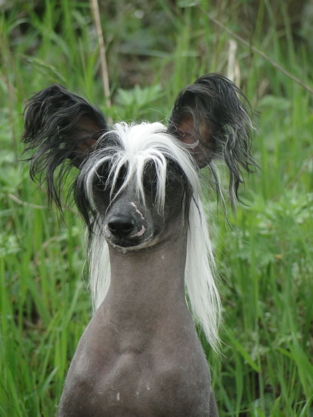 Fuji San du Domaine de Cha Su Bao