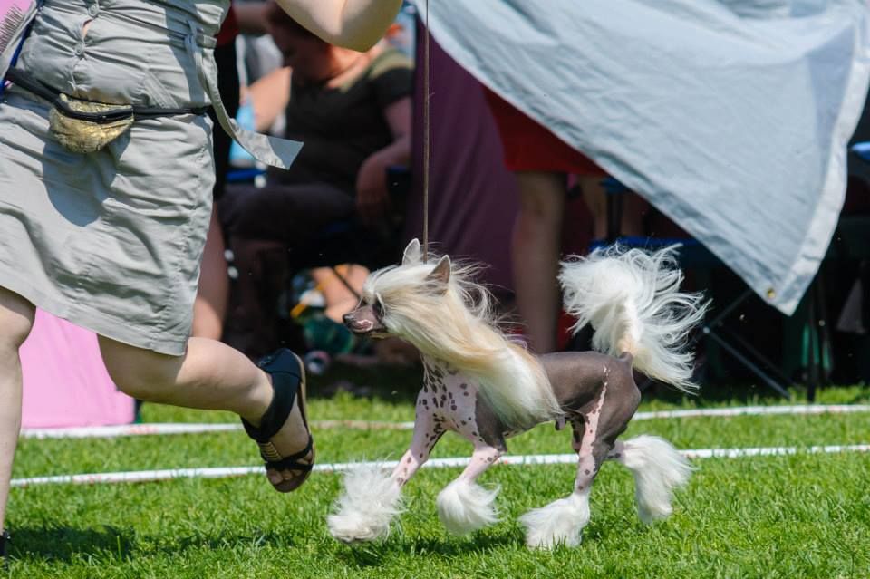 Say Yes No Guess Magma