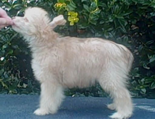 Sakkarra Blonds Do Have More FUN!