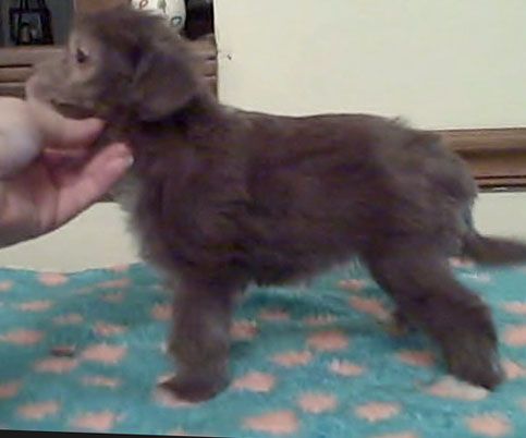 Sakkarra Shimmy Shimmy CoCoa Puff