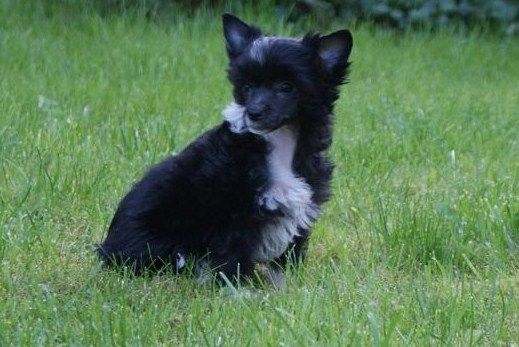 Mana's Secret's Funny