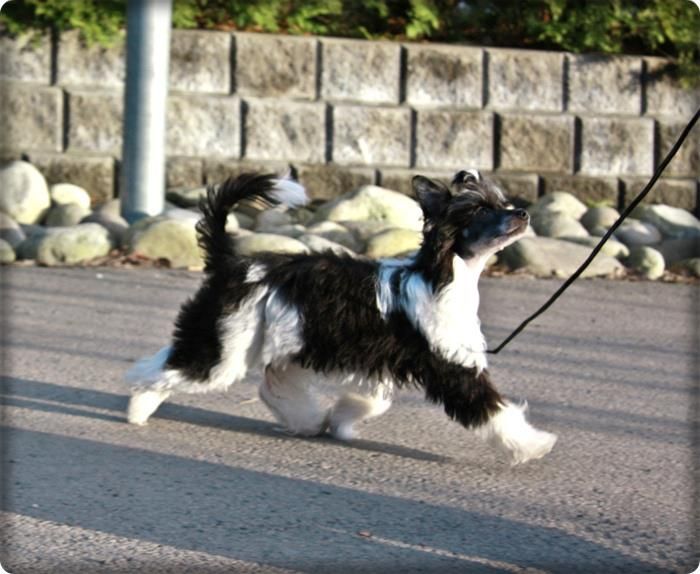 Fluffysteps Dream Of The Extreme