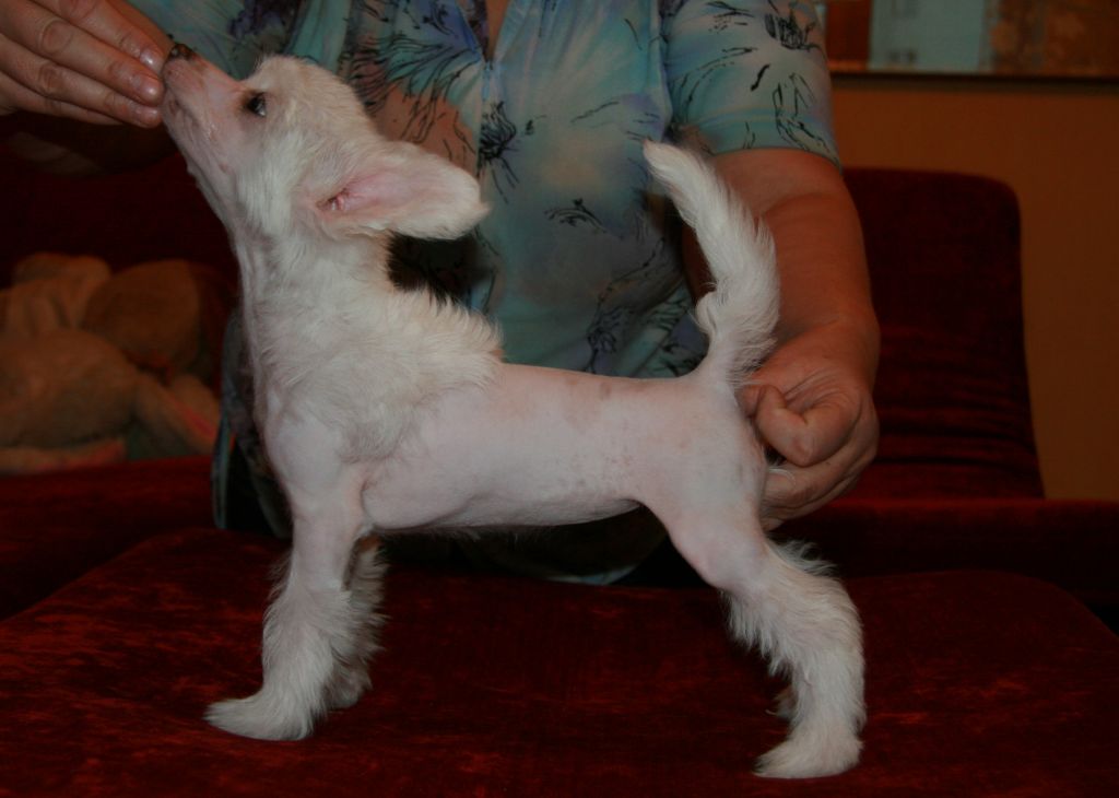 Sky Miracle Vlastelina