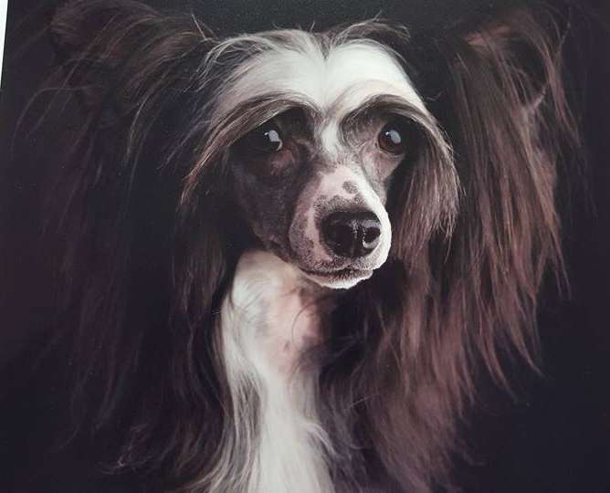 Vanitonia Lil Black  Dress  at  Talltales