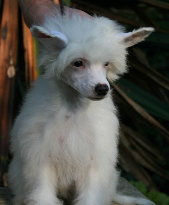 Vanitonia Ivory Moon