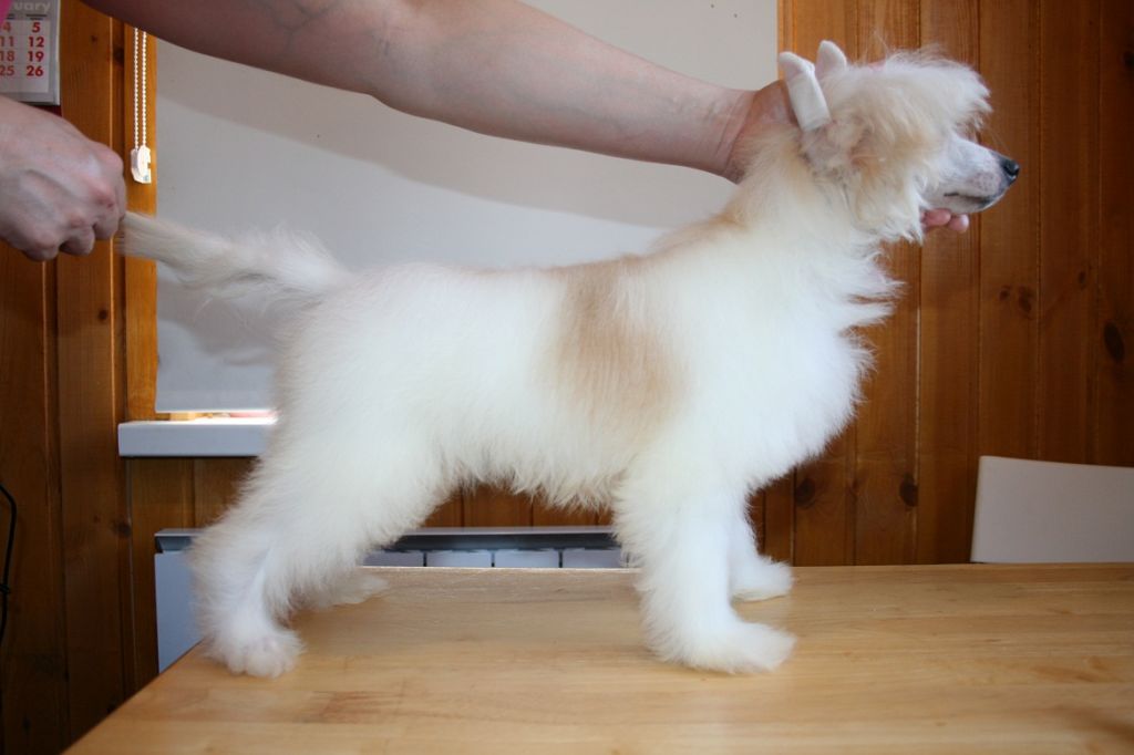 Bella Konstanta Golden Boy