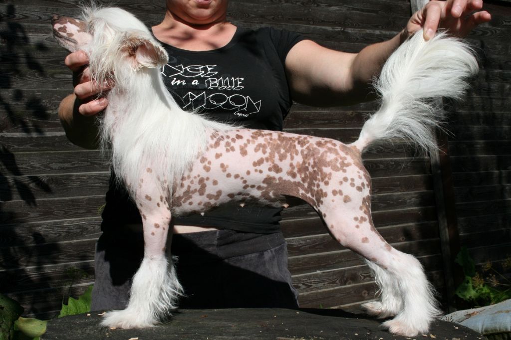 Bella Constanta Gordaya Panna