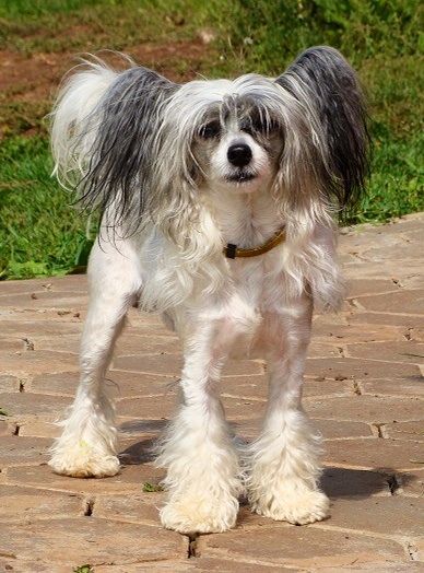 Oks Company Gorg Buffon