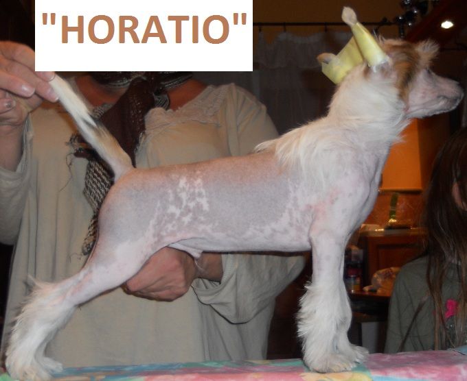 Birchvolgyi-Bishop Horatio