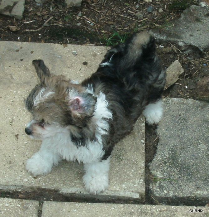 Moretonia Wish For A Rose