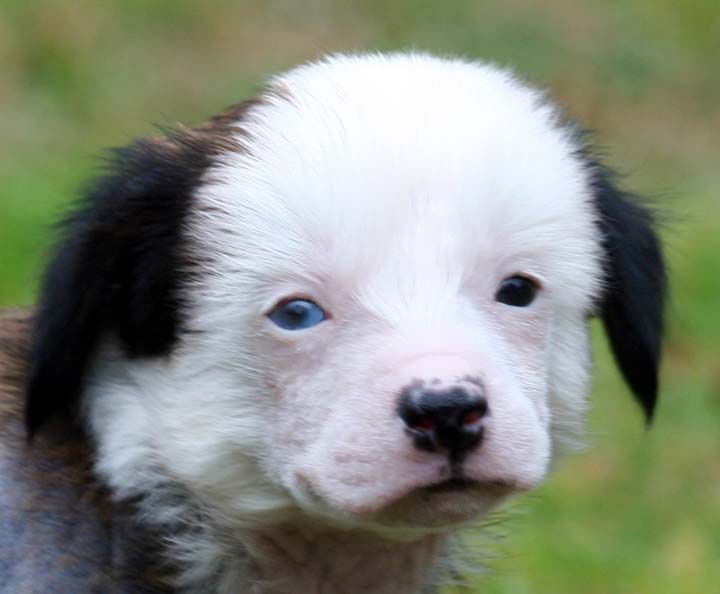 Jewels One Eyed Jack