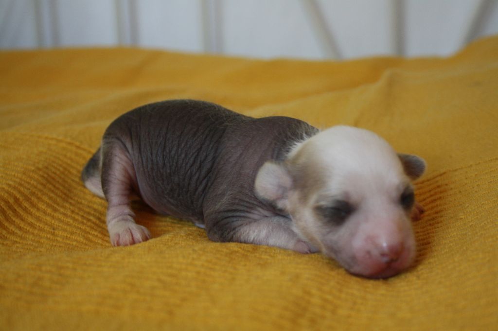 Starglow's Cappuccino