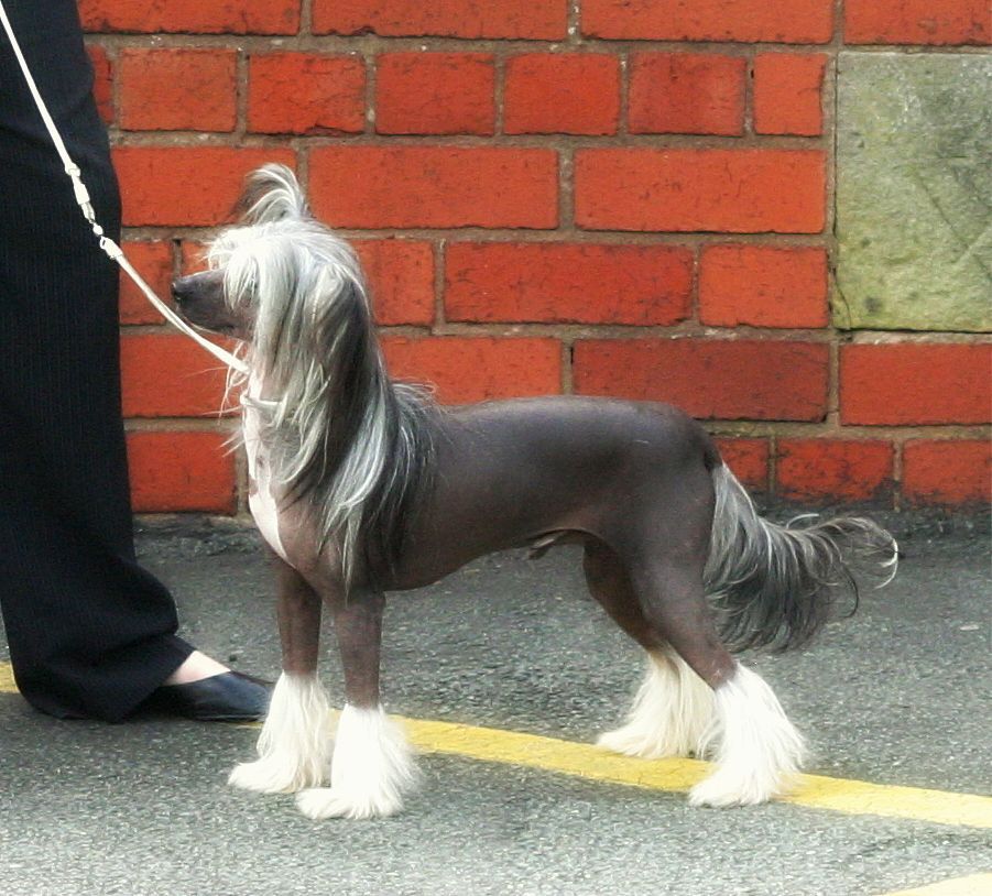 Diadene Blaise Zabini Von Pariansoez