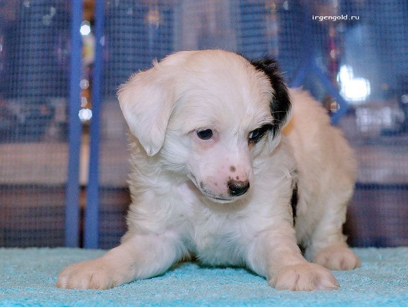 Irgen Gold Tottenham