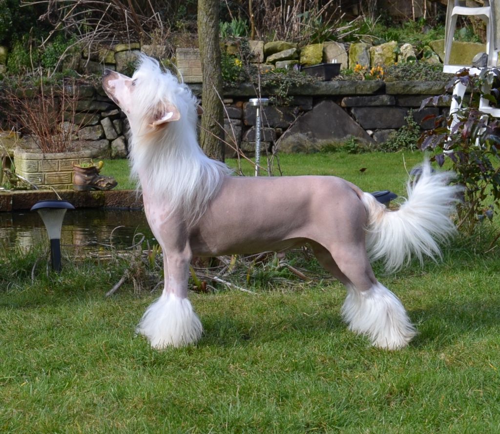 Dragonland Diamond Snow