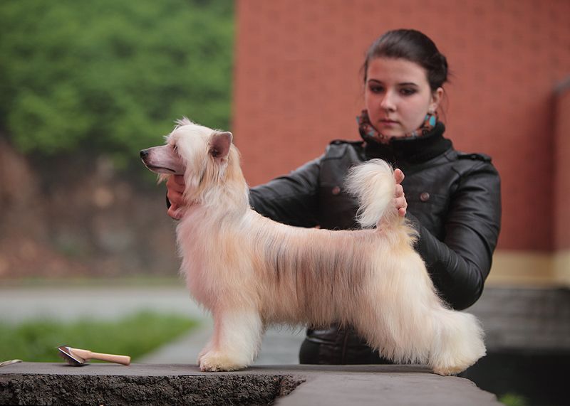 Kontrakt With Fabeltier Next Germanika