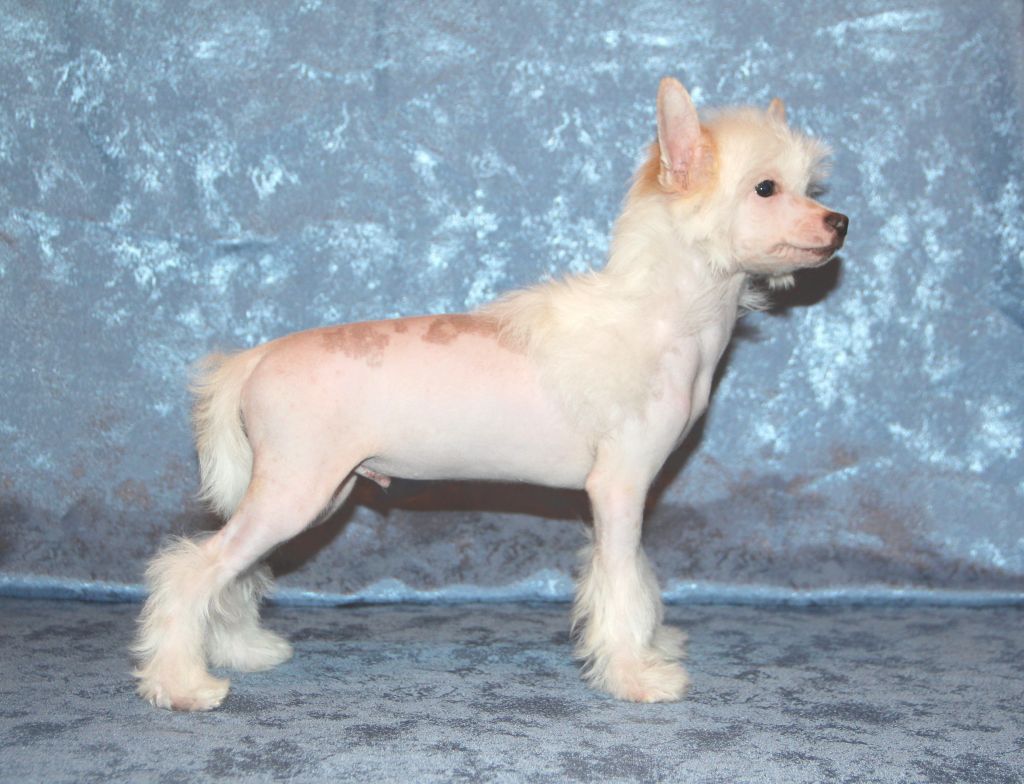 Olegro Katrin Antares