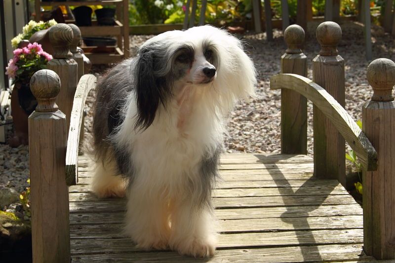 Gamla Bodens Mini Panda