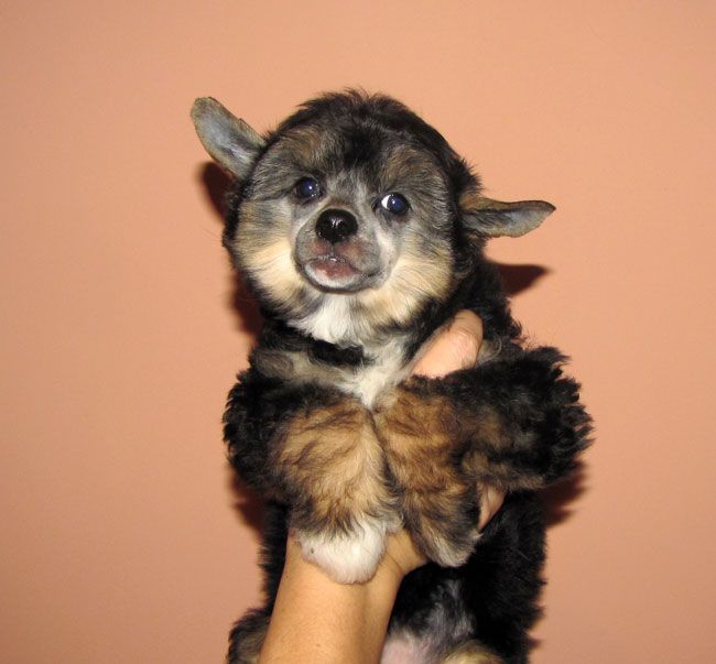 Bi-lav Plus Charodeyka