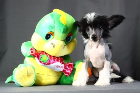  Tifiya Gentle flower  