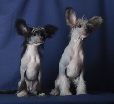 Teano Bewitching a look