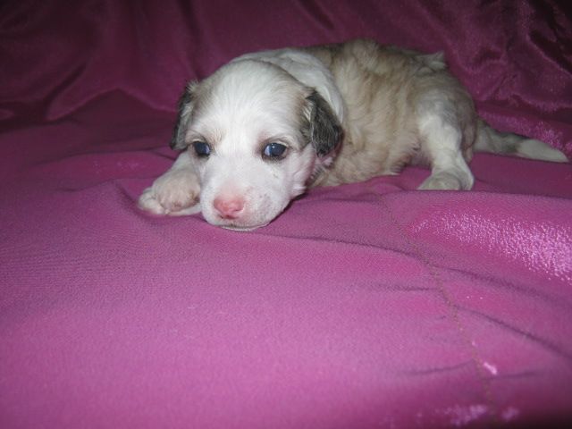 Utrenniy Breeze Shamelessly Cute