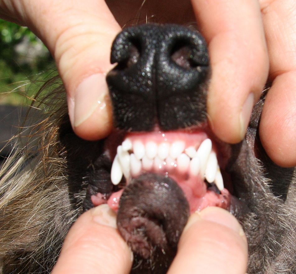 Be My Dog's Whata Luck