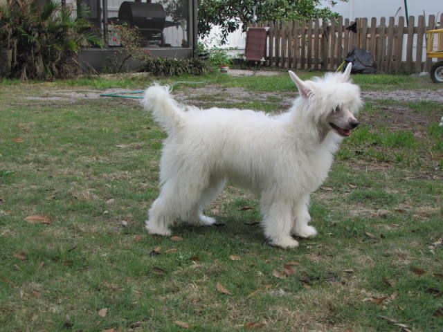 Sayuri's All Eyes On Me