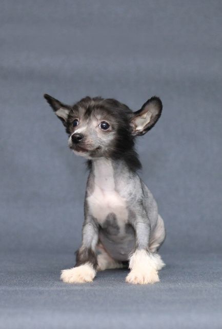 Apriori Vip Prima Spes