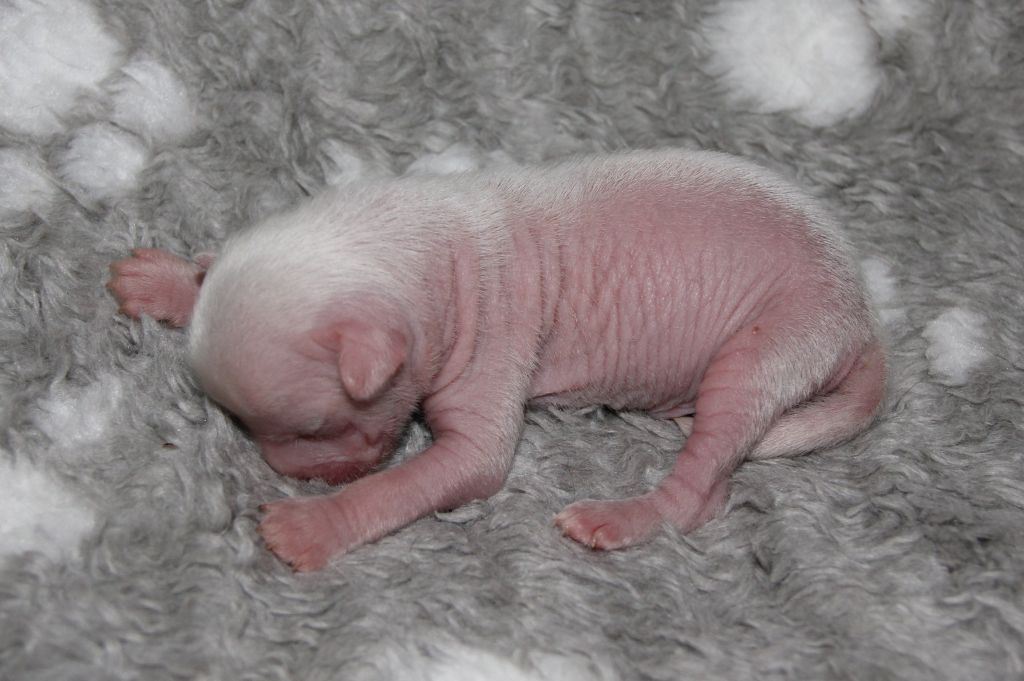 Feuervale's Smash Hit