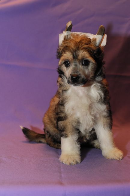 Aura Beauty Scout Surging Forward 