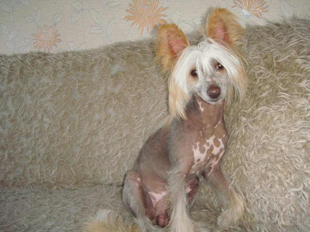 Chezan Nice Sun Light