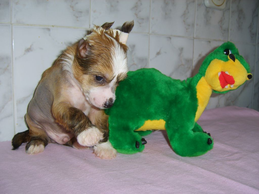 Shardzh Bronze Mirage