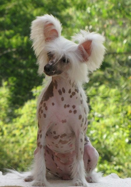 Dynasty's Dakota Diamond