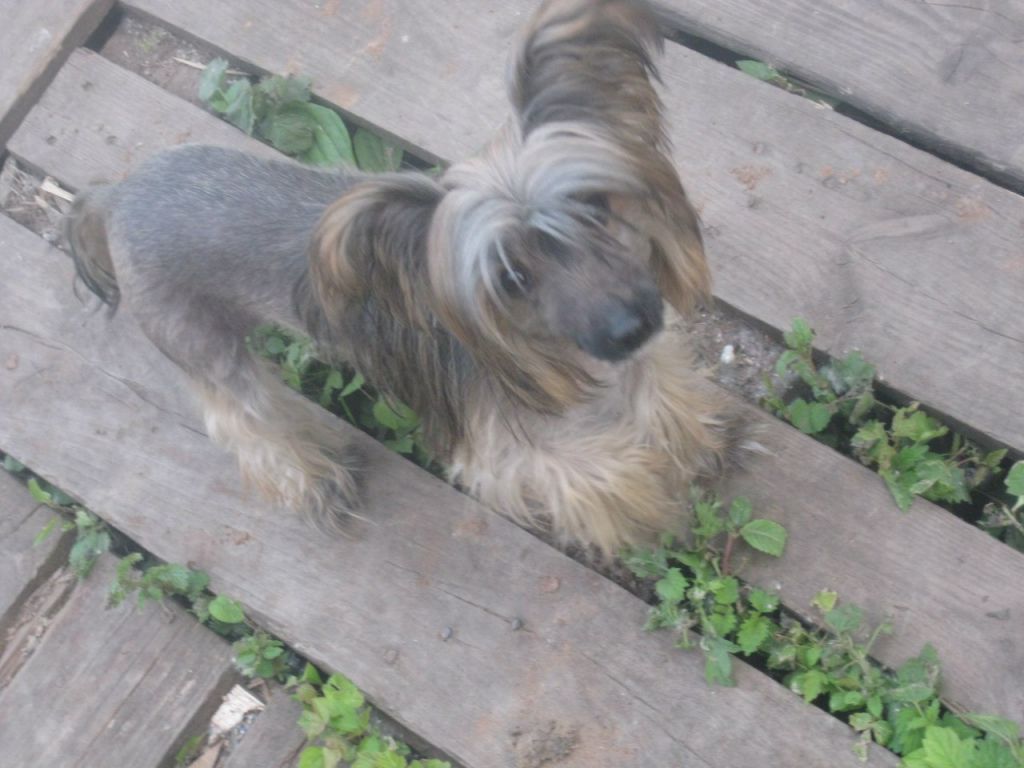 Ognenny Lotos Victorienna