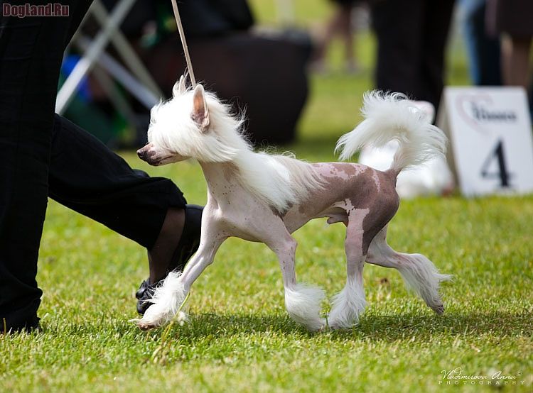 Apriori Vip Rokky-Roud