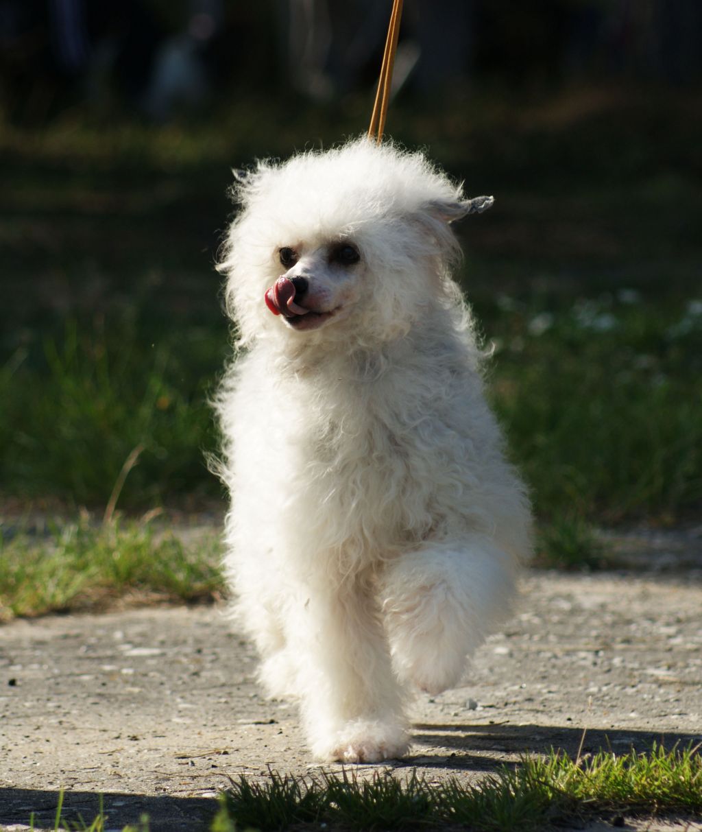 Kredo Festa Chokolat Baby