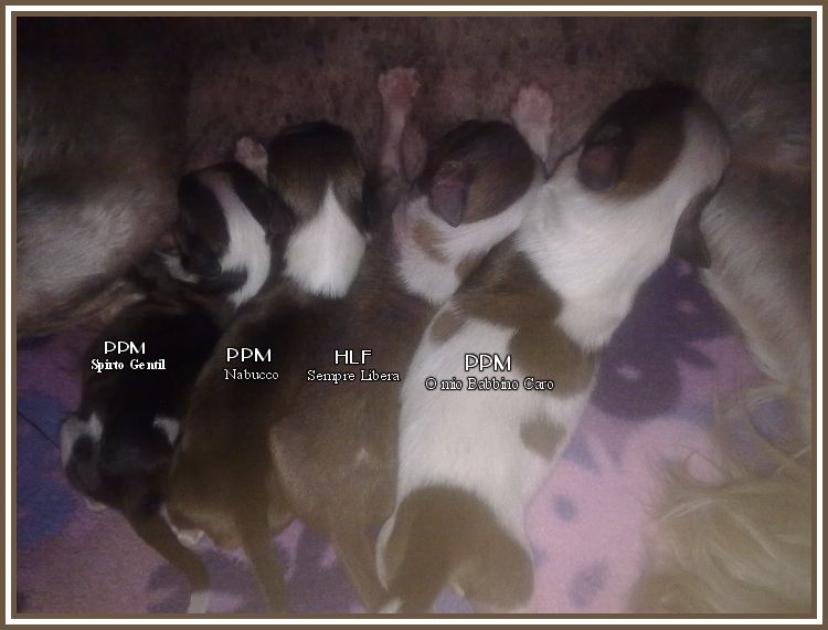 Nabucco Della Castafiore